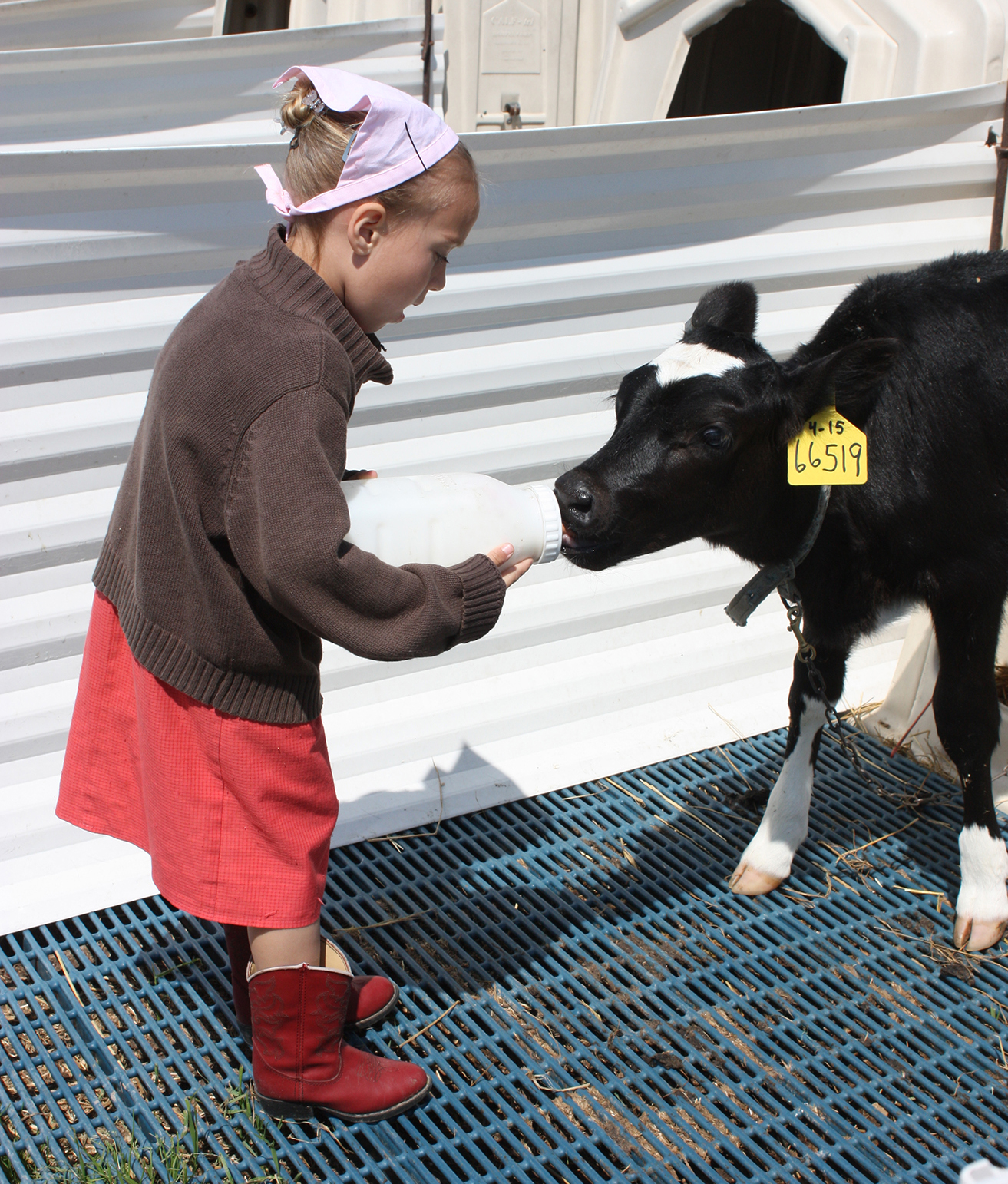 Young girl with red cowboy boots, feeding a baby calf.